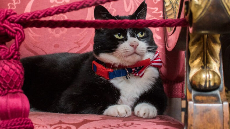 &Uuml;nl&uuml; 'diplomat kedi' yaşamını yitirdi