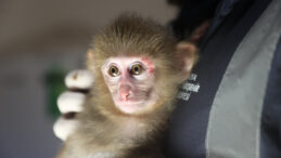 Uyuşturucu Operasyonunun Ardından "Portakal" İsmine Kavuştu