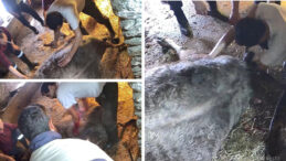 Veteriner Bulunamayınca Ekmeği Bı&ccedil;ağıyla M&uuml;dahale: Doğum Yapan İnek Hayatını Kaybetti!