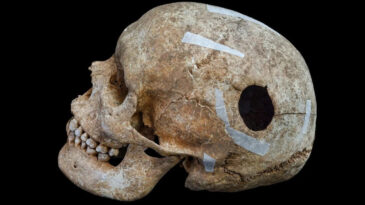 Viking D&ouml;neminden Kalma Kafatası Arkeologları Şaşırttı