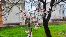 Yalancı Bahar Meyve Ağa&ccedil;larını Aldattı