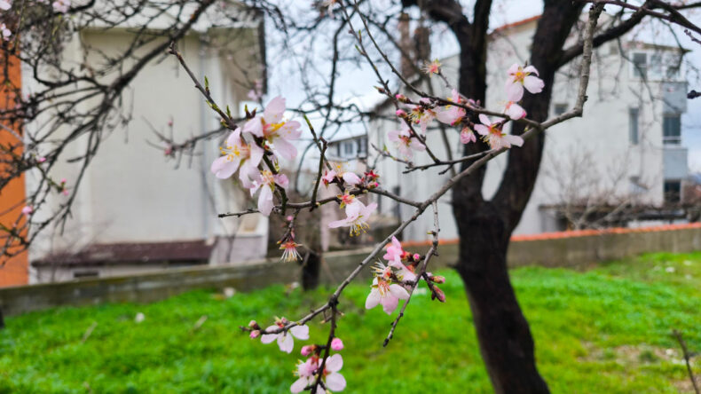 Yalancı Bahar Meyve Ağa&ccedil;larını Aldattı