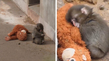 Yalnız Kalbini Dolaştıran Punch'ın Bakıcısından A&ccedil;ıklamalar