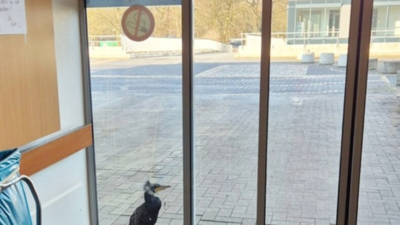 Yaralı Karabatak Acil Servis Kapısında Yardım İstedi