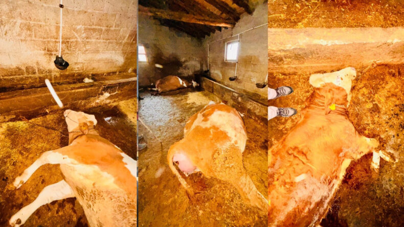 Yıldırım D&uuml;şmesi Sonucu &Uuml;&ccedil; İnek Telef Oldu