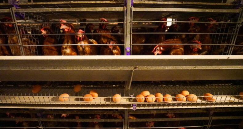 Yumurta &Uuml;retimi 2025'te D&uuml;ş&uuml;ş G&ouml;sterdi