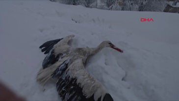 Yuvadan D&uuml;şen Donmuş Leyleği Kurtardı