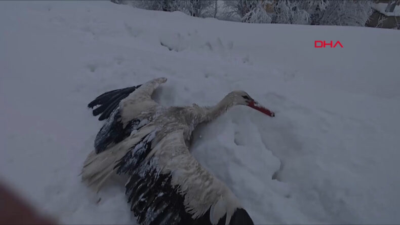 Yuvadan Düşen Donmuş Leyleği Kurtardı