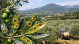 Zeytinde B&uuml;y&uuml;k Tehlike: Halkalı Leke Uyarısı