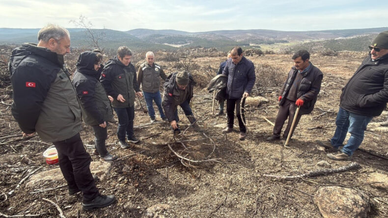 10 Şehidin Verildiği Orman Yangını B&ouml;lgesinde Yeniden Ağa&ccedil;landırma Başladı