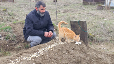 10 yıl baktığı kediler, &ouml;l&uuml;m&uuml;nden sonra da mezarının başında n&ouml;bet tutuyor