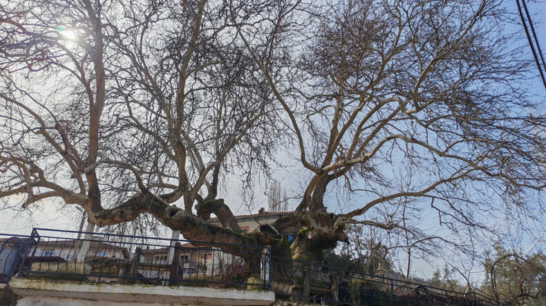 2 Bin Yıllık K&ouml;kleriyle Zamana Meydan Okuyor