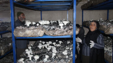 2 bin yıllık mağarada tonlarca mantar &uuml;retiyor