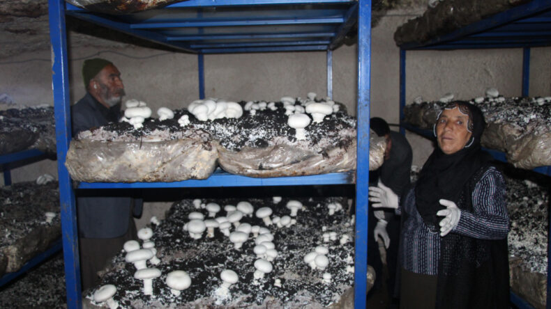 2 bin yıllık mağarada tonlarca mantar &uuml;retiyor