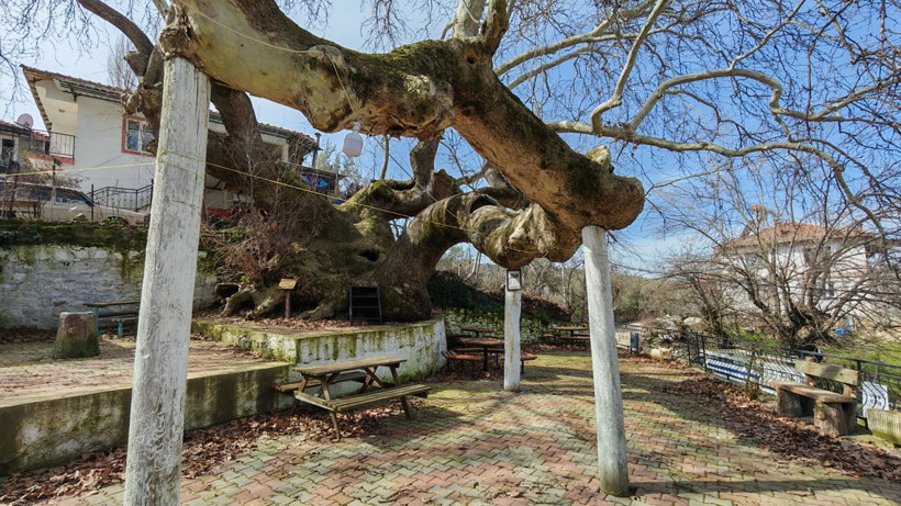 Çınar ve Öğrenciler