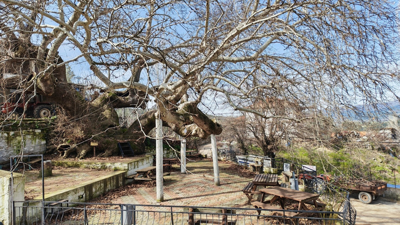 Çınar Ağacı Bakımı