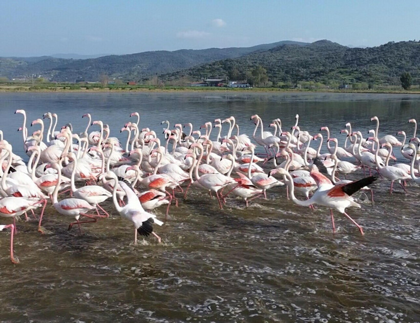 Büyük Menderes taşkınında flamingolar