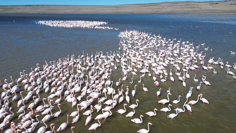 Gelingüllü Barajı'nda Göçmen Kuşlar