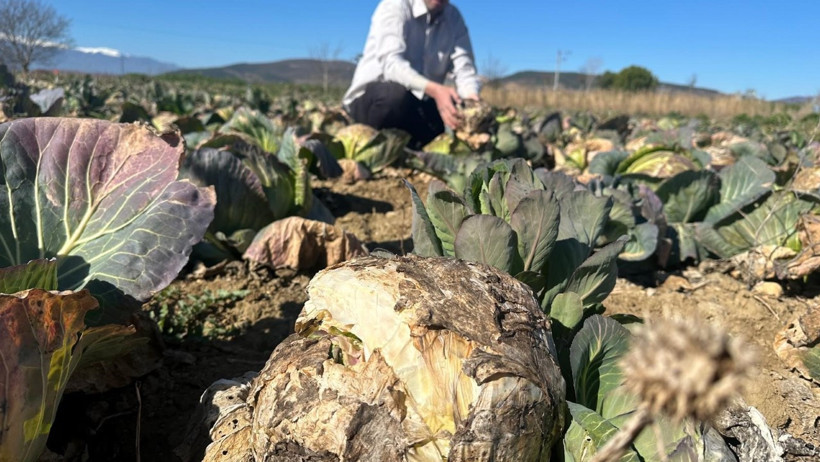 Çürüyen lahanalar