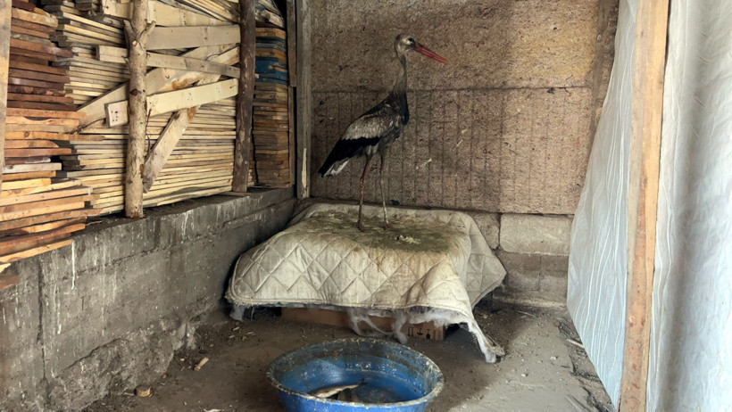 Leylek İlhan Akış tarafından besleniyor