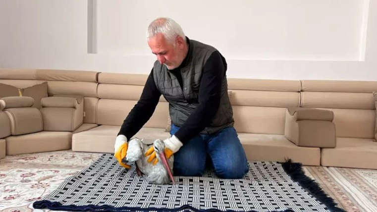 Leylek doğaya bırakılıyor