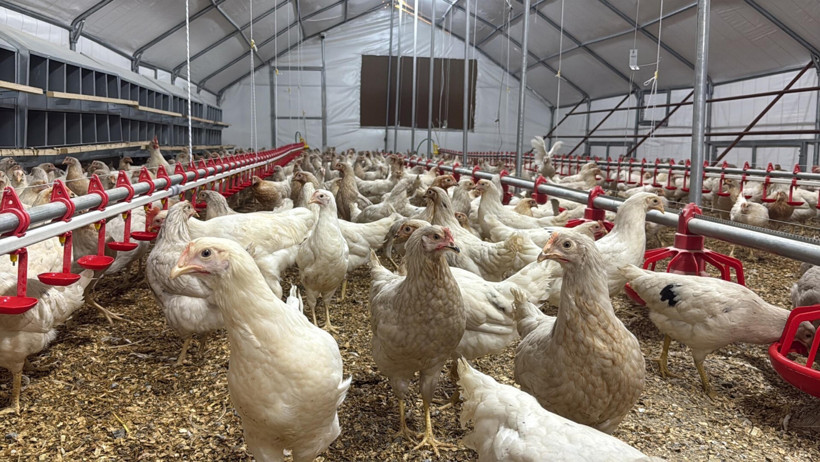 Tavuk Yetiştiriciliği