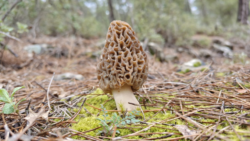 Kuzugöbeği mantarı