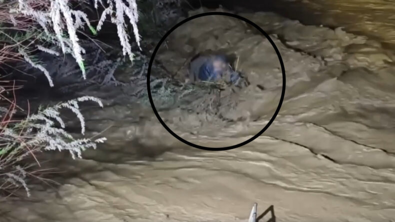 4 saat dala tutundu, hayatta kaldı