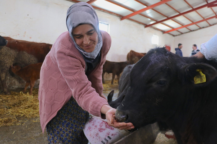 Hayvancılık İşletmesi