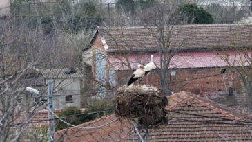 Afrika'dan G&ouml;&ccedil; Eden Leylekler İstanbul'a Ulaştı