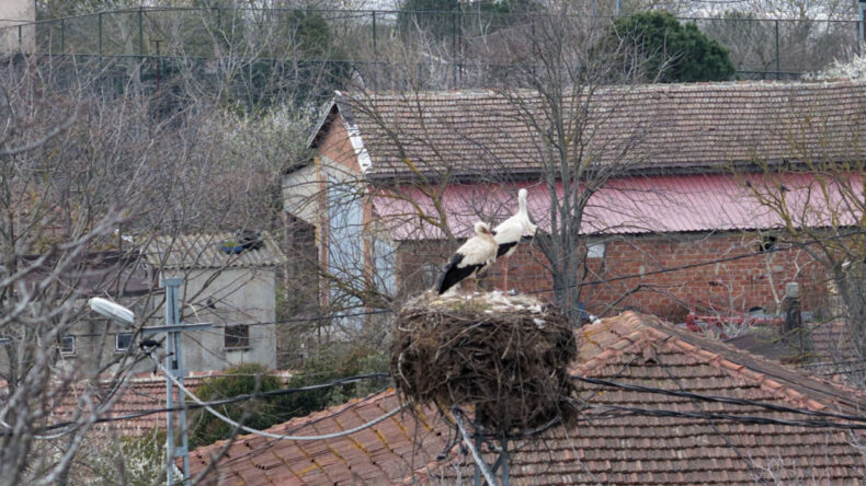 Afrika'dan Göç Eden Leylekler İstanbul'a Ulaştı
