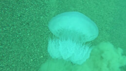 Akdeniz&rsquo;de dev alarm! Antalya K&ouml;rfezi&rsquo;ne giriş yaptılar