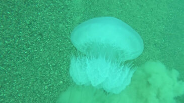 Akdeniz&rsquo;de dev alarm! Antalya K&ouml;rfezi&rsquo;ne giriş yaptılar