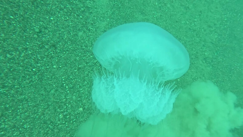 Akdeniz&rsquo;de dev alarm! Antalya K&ouml;rfezi&rsquo;ne giriş yaptılar