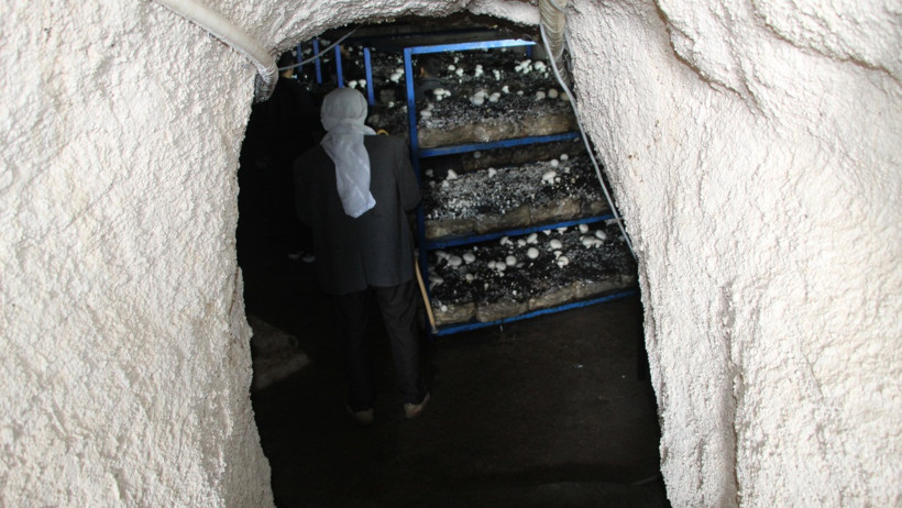 Temiz ailesi mantar üretimi