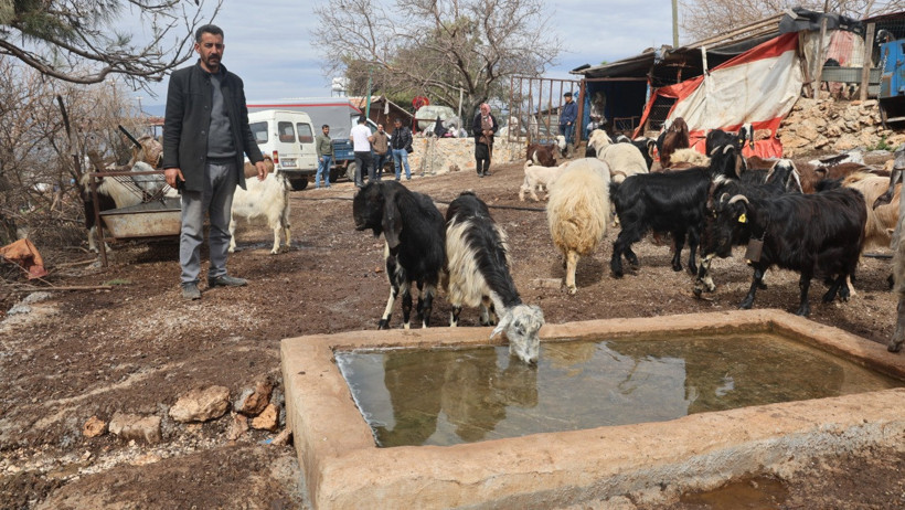 Zehirli Su İçen Hayvanlar