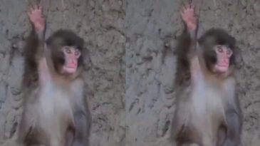 Annesiz Maymun Punch'ın Yeni Numarası Kalpleri Eritti