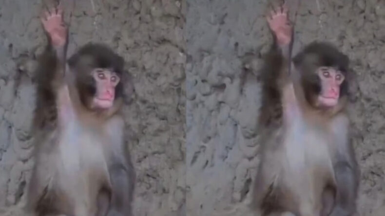 Annesiz Maymun Punch'ın Yeni Numarası Kalpleri Eritti