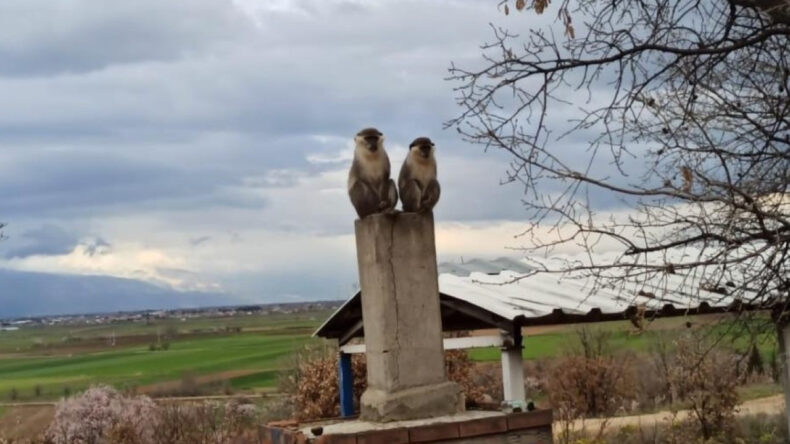 Arıcı şaşkına d&ouml;nd&uuml;: Kovan kontrol&uuml;nde maymun s&uuml;rprizi
