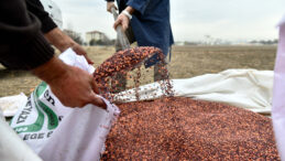 Arpa ve Mercimekte Dışa Bağımlıyız