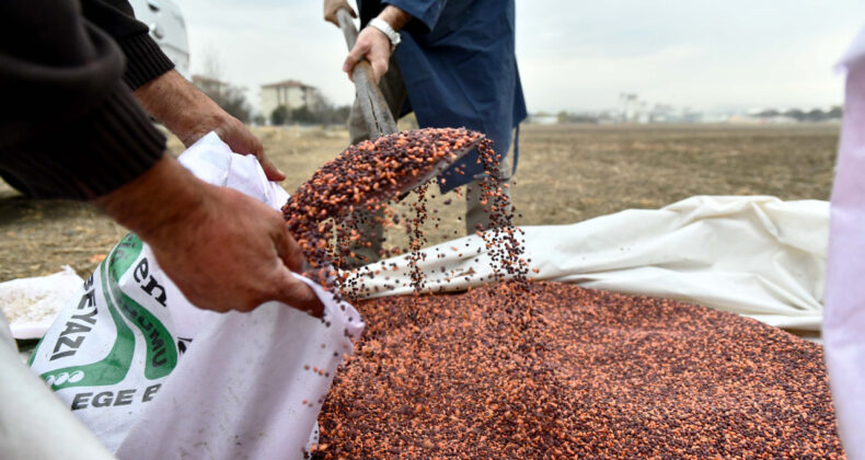 Arpa ve Mercimekte Dışa Bağımlıyız