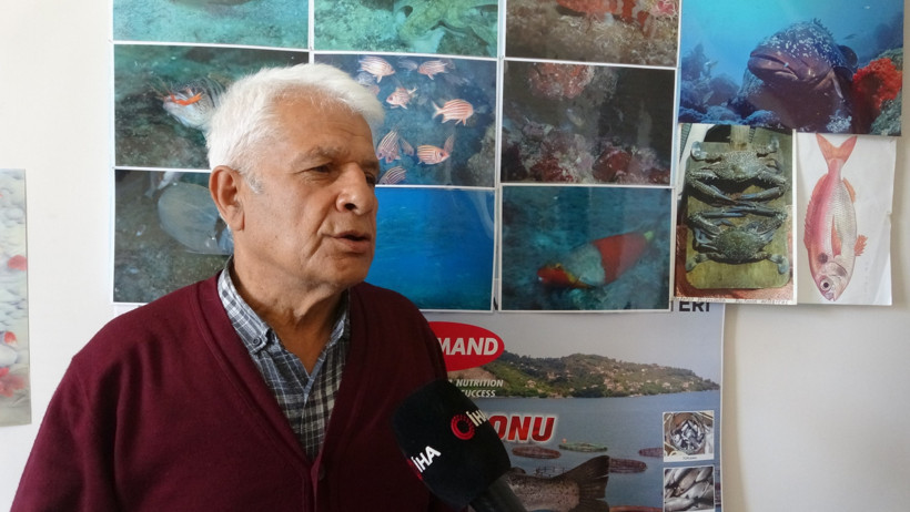 Denizanası Gözlemi