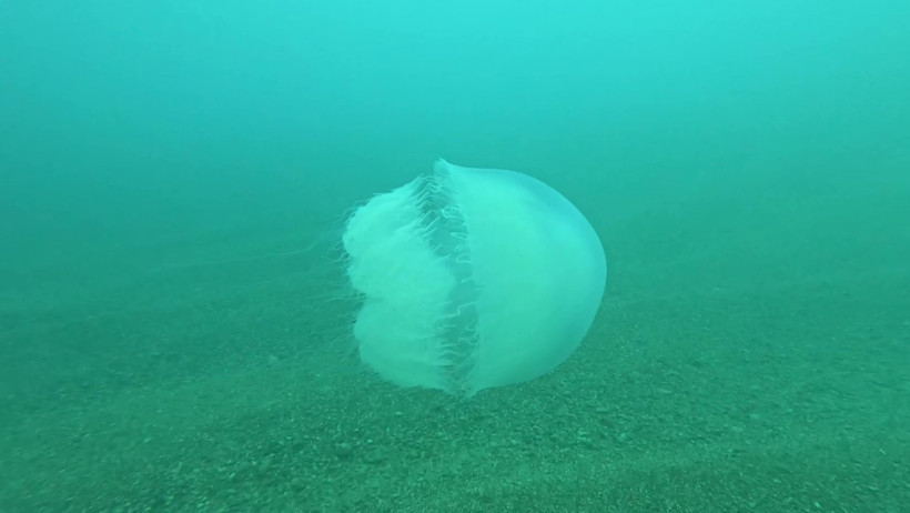 Denizanası Özellikleri