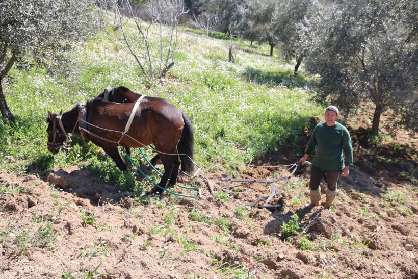 Atlarla çift sürme