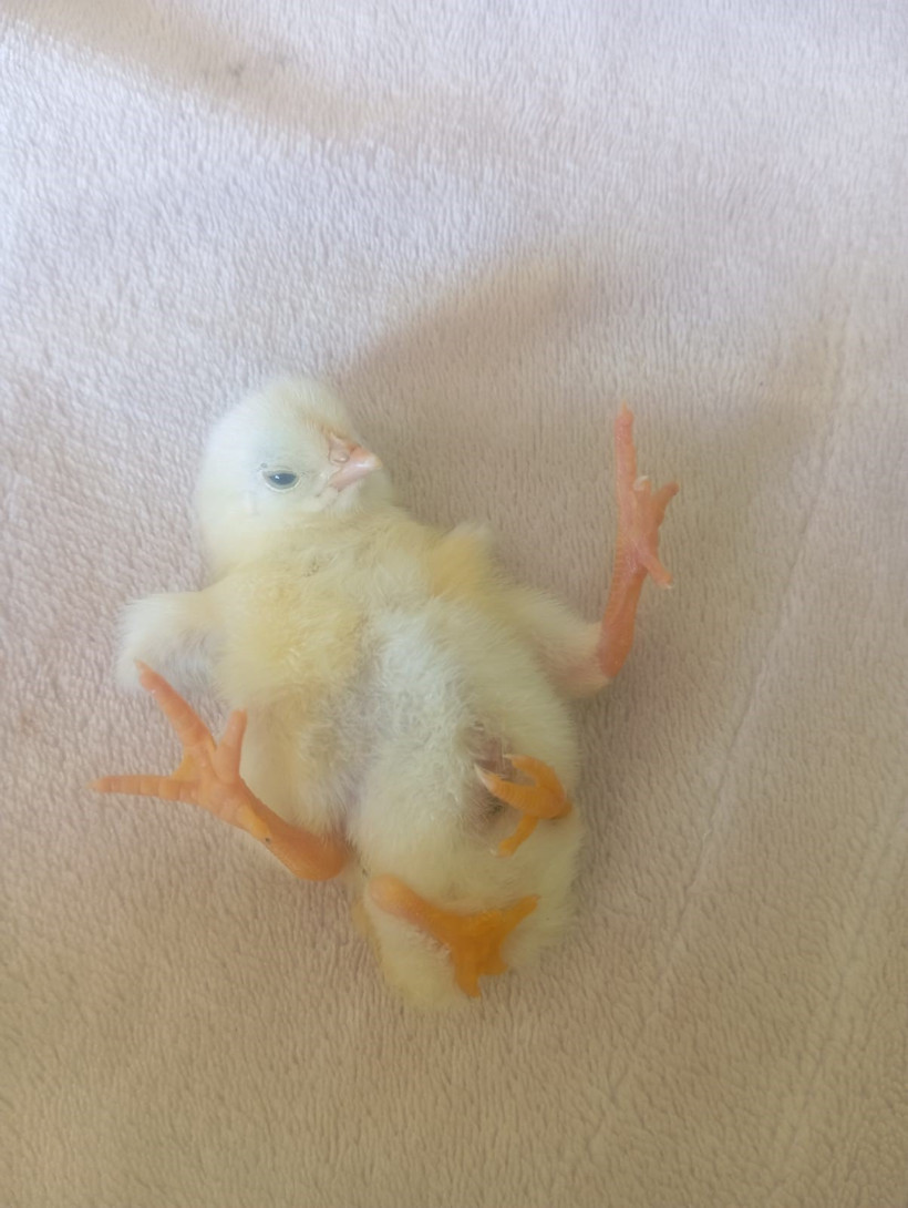 Dört Ayaklı Civciv