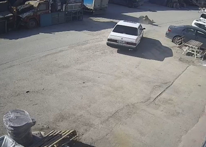 Otomobilin köpeğin üzerinden geçişi