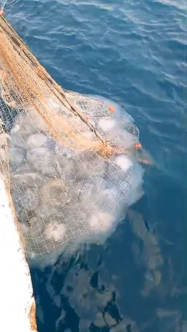 Balıkçıların Sorunu