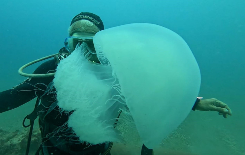 Denizanası Teması Riski