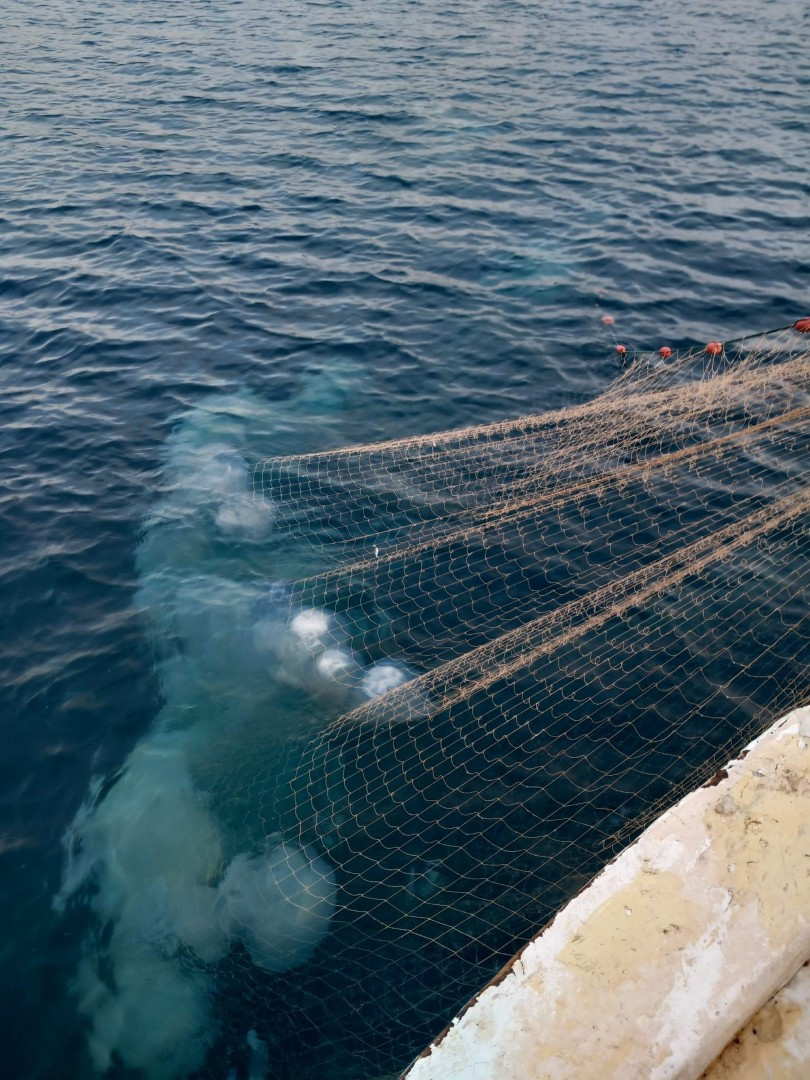 Denizanası Görüntüsü