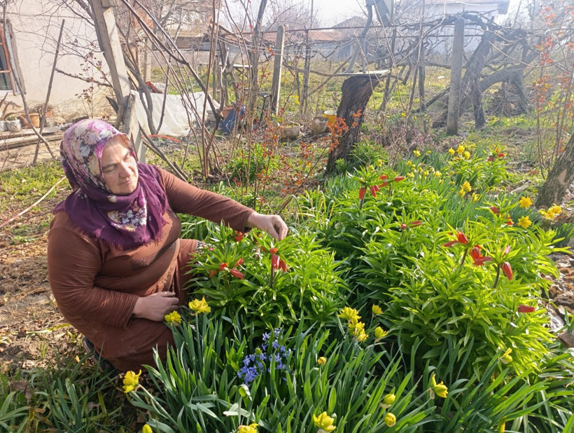 Ağlayan Gelin Çiçeği